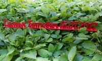 Слова на подставке окрашенные